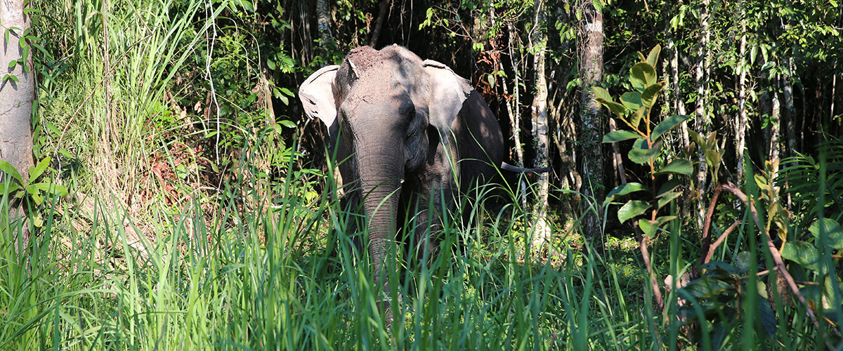 Elephant Sanctuary Cambodia - Weekly Volunteer Elephant Sanctuary Cambodia - Weekly Volunteer