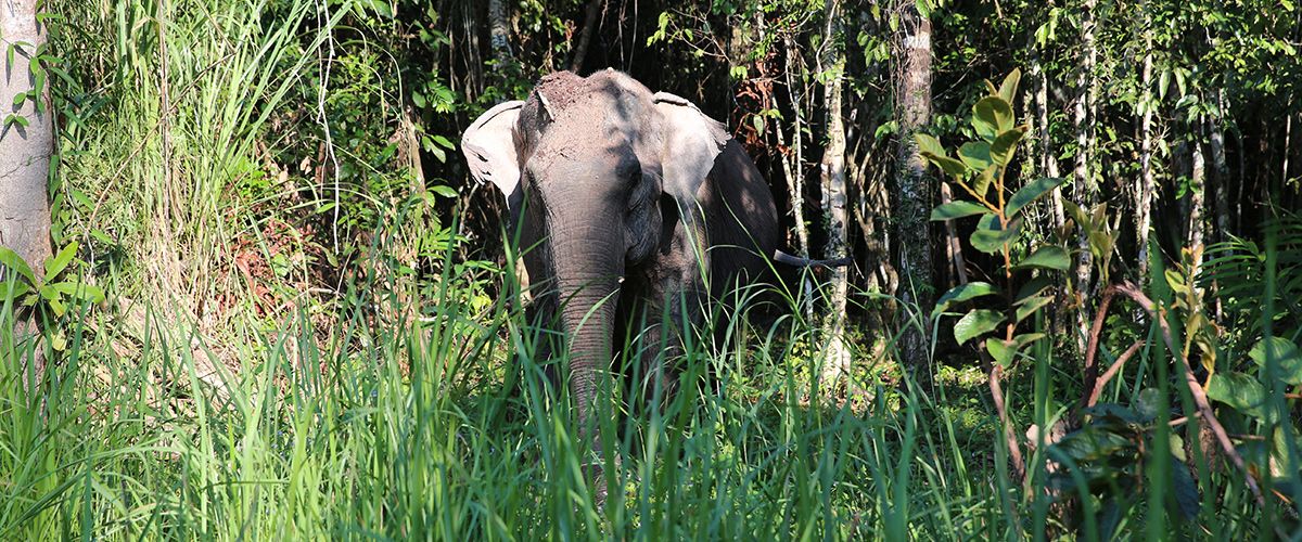 Elephant Sanctuary Cambodia - Weekly Volunteer