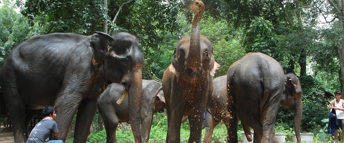 Erawan Elephant Retirement Park - Weekly Volunteer Erawan Elephant Retirement Park - Weekly Volunteer