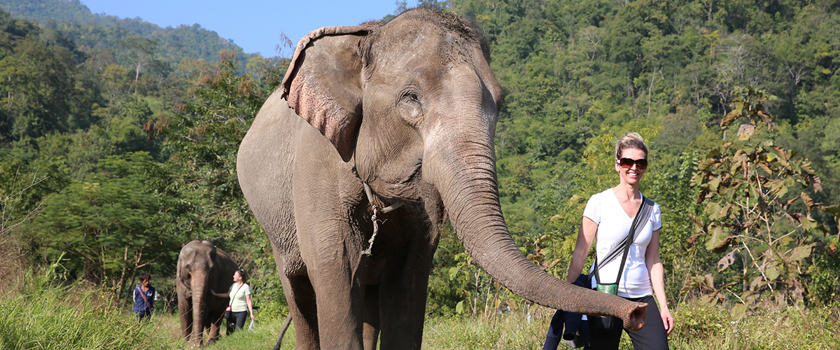 Pamper a Pachyderm - Full Day Visit Pamper a Pachyderm - Full Day Visit