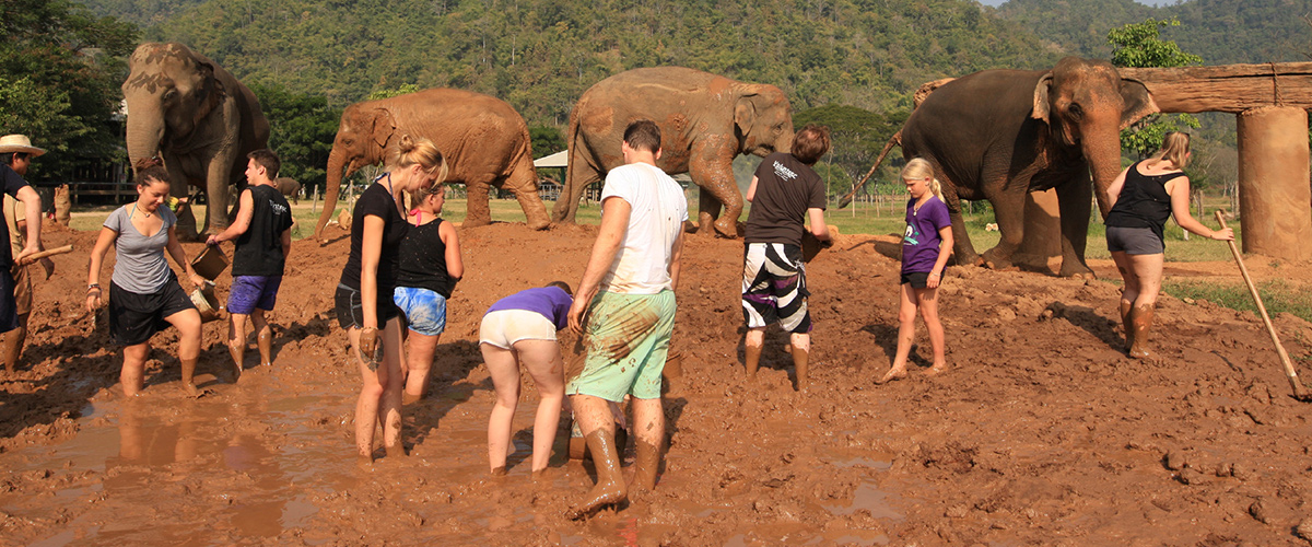 Elephant Nature Park - Weekly Volunteer Elephant Nature Park - Weekly Volunteer