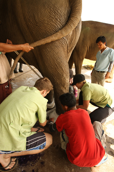 Elephant Nature Park - Student Vet Volunteer