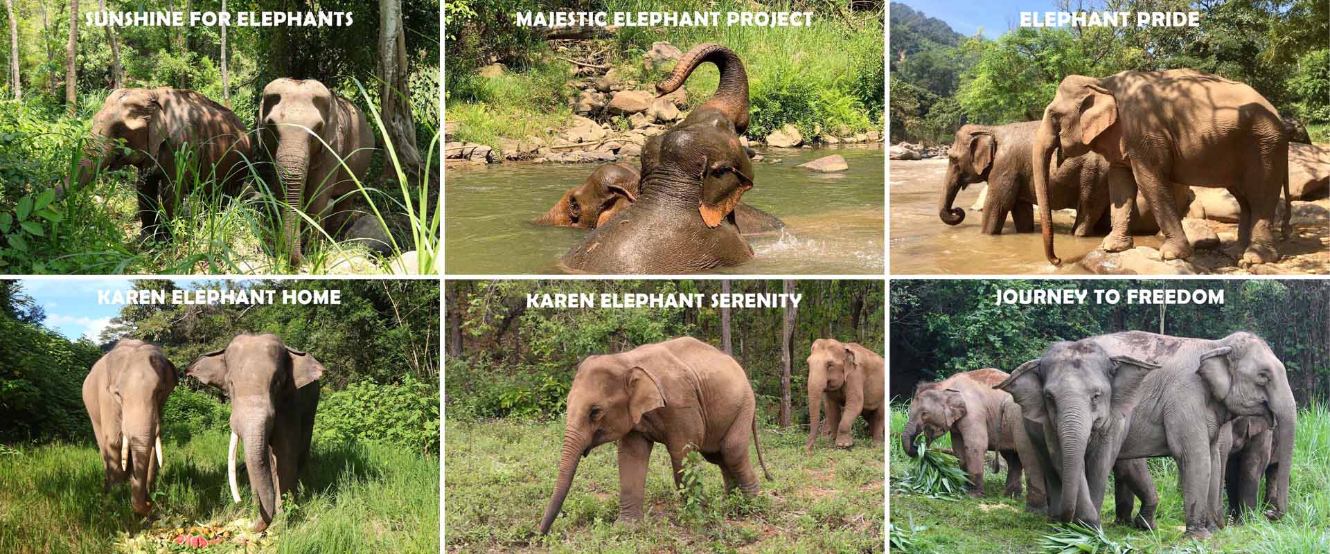 Ethical Elephant Projects Supported by Asian Elephant Projects