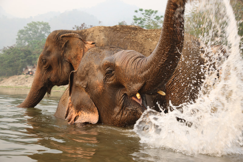 Elephant Nature Park - Day