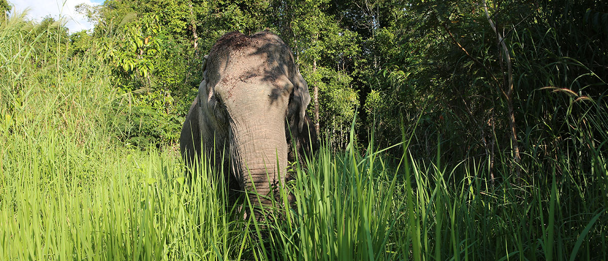 Cambodia Wildlife Sanctuary