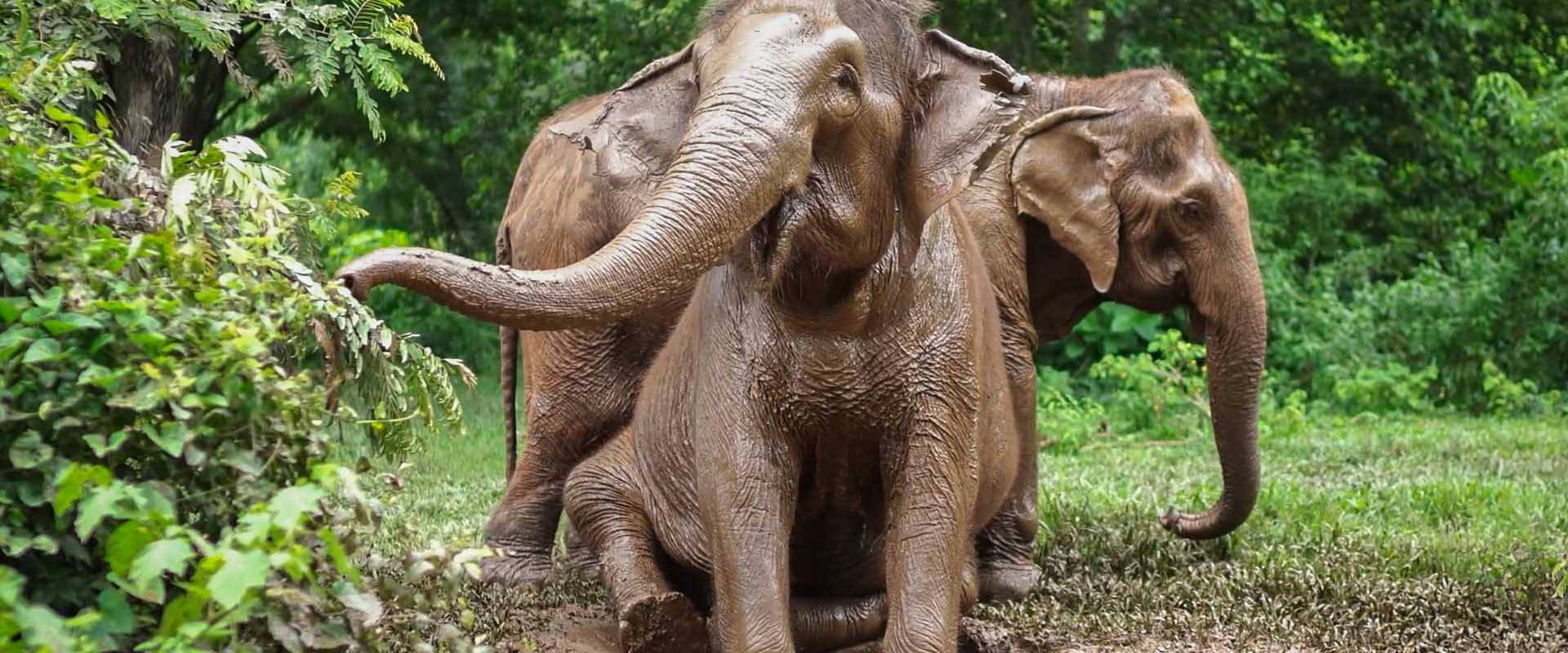 Care for Elephants
