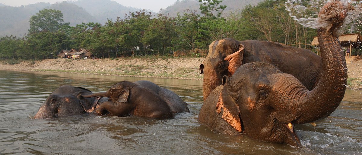 Antipoison erotisk åbenbaring Visit & Volunteer - Elephant Nature Park Booking System