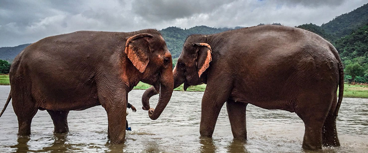 Save Thai Elephant Park