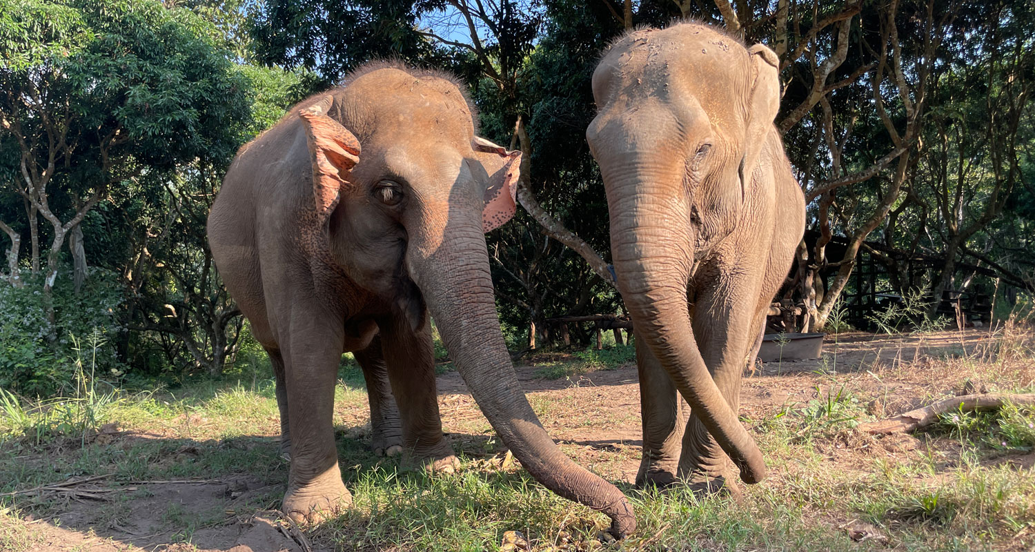 walking with elephants