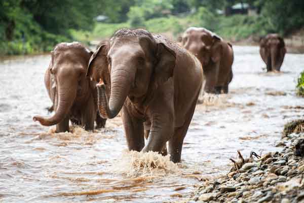 How Do Elephants Protect Their Tribes? - Taman Safari Bali