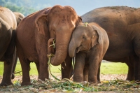 Overnight Elephant Nature Park (2Days+1Night)