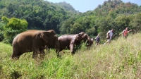 Elephant Highlands - Single Day