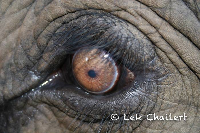 In the eye of an elephant