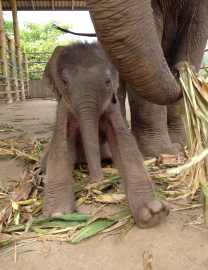 Baby Girl Born at Park