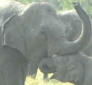 Elephant Senses: Touch