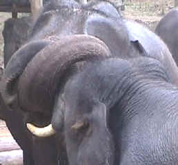 Elephant Senses: Smell
