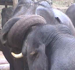 Elephant Anatomy Elephant Nature Park - 