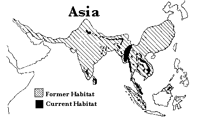 Habitat of Asian 