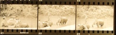 Elephants in the 1950's used by the Borneo Company for teak logging