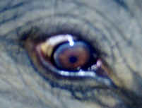 Elephant's eye with "tears" running down the cheek