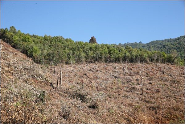 Forrest fires March 2014