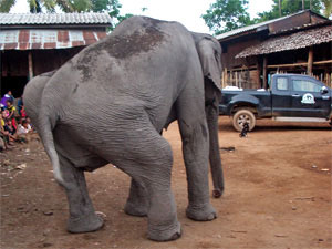 Medo arrives at Elephant Nature Park