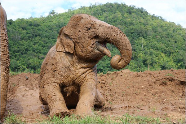 muddy elephant