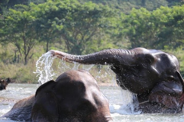 Elephants love water and love to play