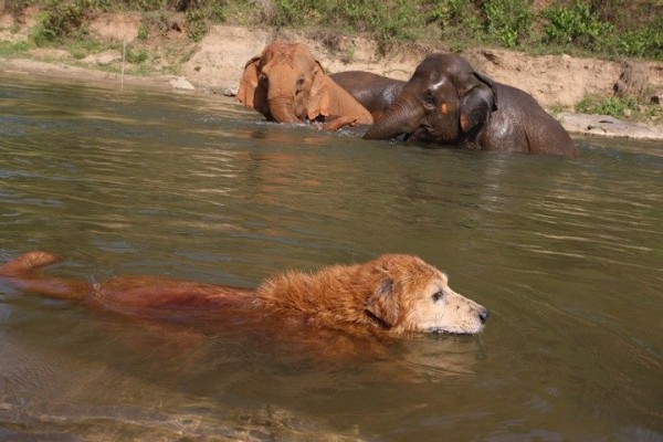 He loves and enjoys bathing with the elephant in the river