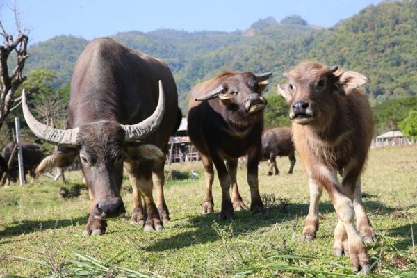 Water Buffalo at the park