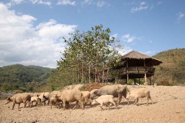 Water Buffalo at the park