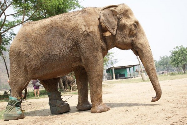 New boots for Mae Tee and protect her feet from the dirty mud.She confident to wear and walked all around 