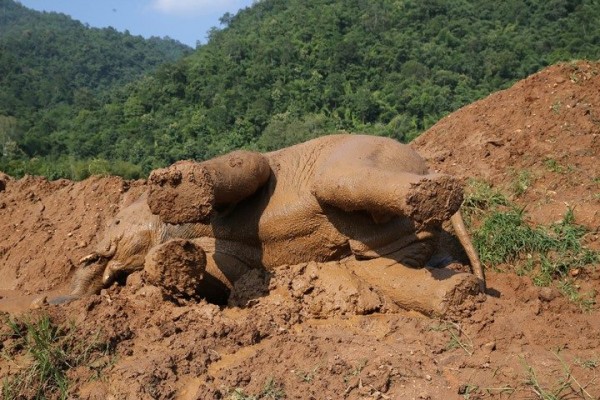 Mud and elephants