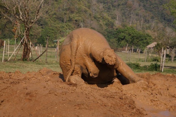 Mud and elephants