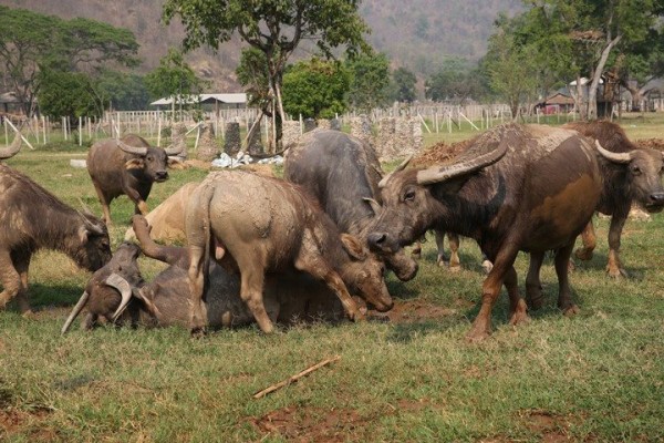 Water Buffalo at the park