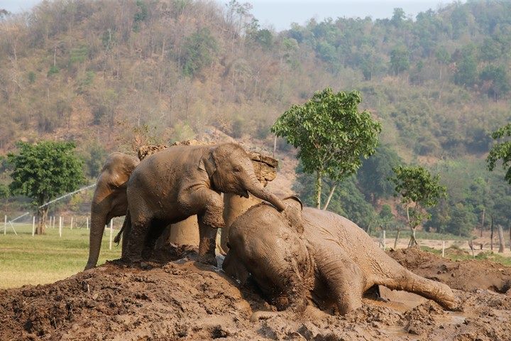 Dok Mai and FaaMai