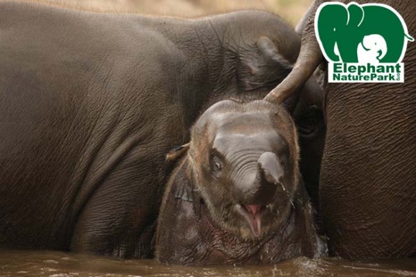 Enjoys bathing with the herd