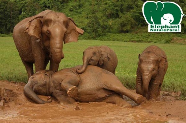 Keeps busy spending her time amongst many baby elephant in the mud