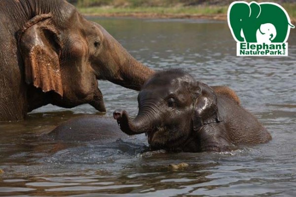 Enjoys bathing with baby elephant and keeps her eyes to make sure that all are Ok