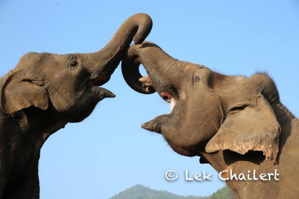 Trunk up,greeting each other with the smile