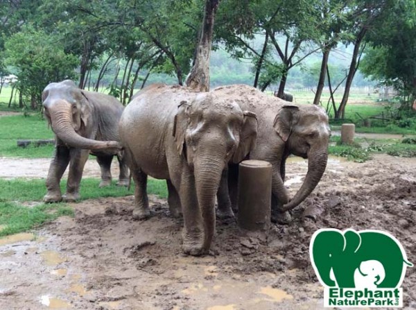 They love and enjoy the mud