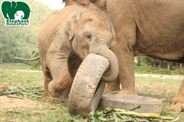 How cute she is while playing with the tires