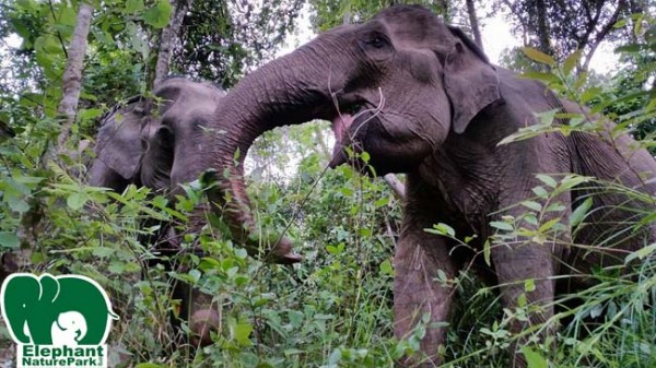 Our old lady happy and free in the jungle