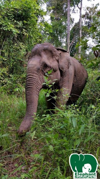 old lady in Cambodia