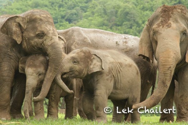 She had to be the nanny of both Dok Mai and Navann.