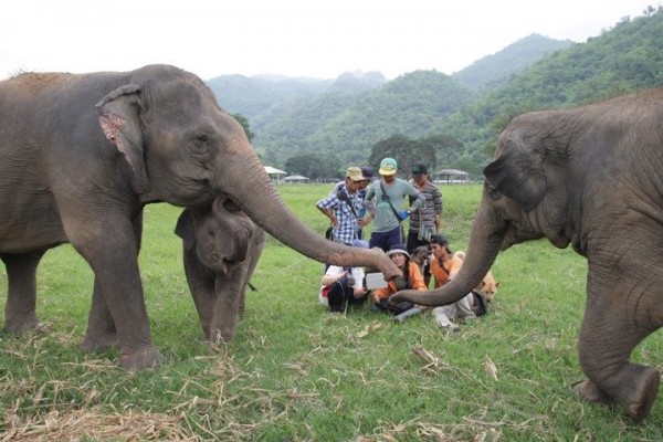 They love to learn the new things about elephant