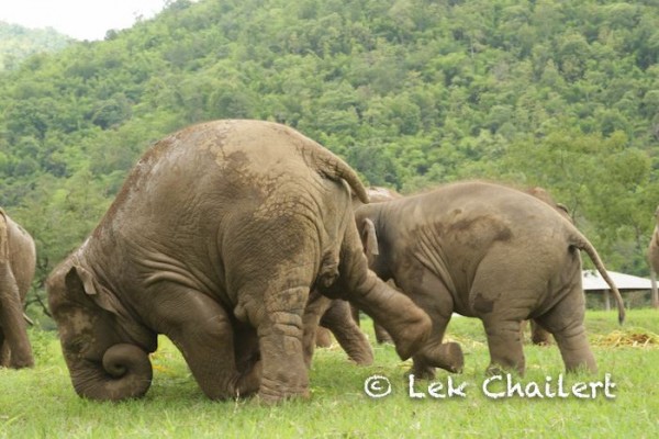 Faa Mai shows upset when sh has to run and round with the two babies.