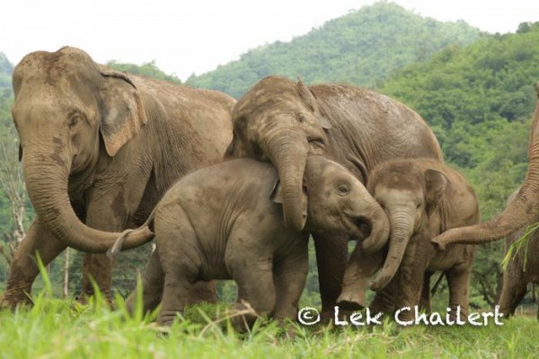 Faa Mai has to keep her eyes to her little friends, play and protect them