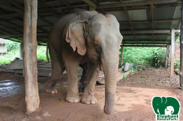 Elephant rescued from landmine