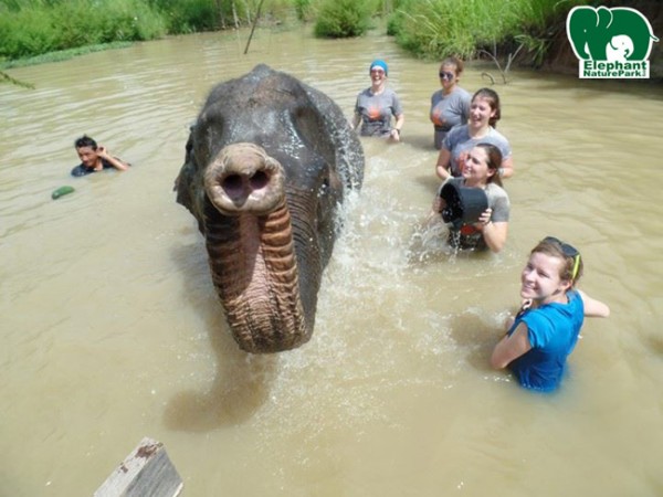 Great shot, volunteers take a bath with elephant.